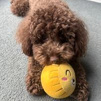 Barboncino per monta