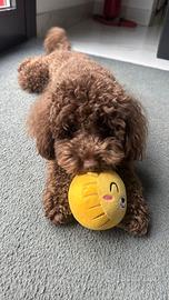 Barboncino per monta