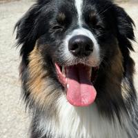 Pastore australiano disponibile per monte