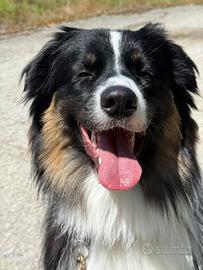 Pastore australiano disponibile per monte