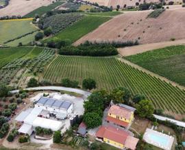Terreno agricolo (vigne, ulivi, tartufaia) a Ostra