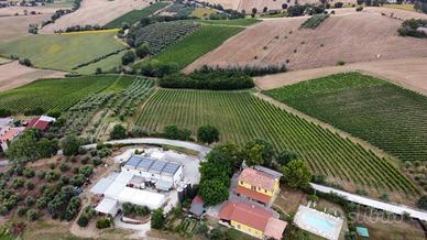 Terreno agricolo (vigne, ulivi, tartufaia) a Ostra