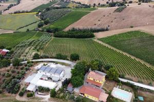 Terreno agricolo (vigne, ulivi, tartufaia) a Ostra