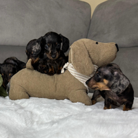 Cuccioli di bassotto tedesco