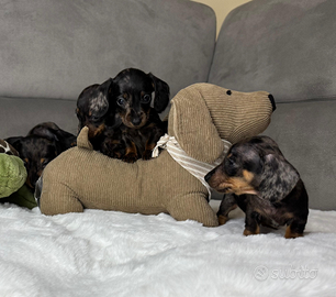 Cuccioli di bassotto tedesco