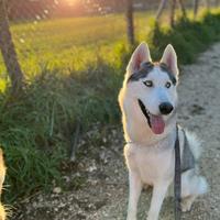 Husky maschio da monta