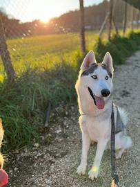 Husky maschio da monta