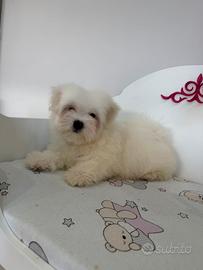 Maltese coreano
