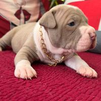Pitbull Ukc
