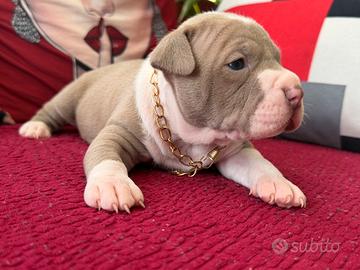 Pitbull Ukc