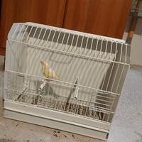 Canarino giallo mosaico