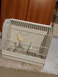 Canarino giallo mosaico