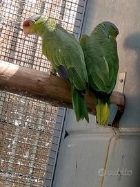 Coppia di amazzoni fronte rossa