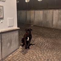 Cane Corso per monta