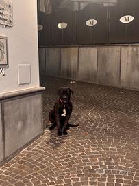 Cane Corso per monta