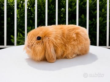 Coniglio Ariete Nano cucciolo Muffin