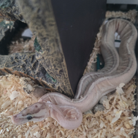 Pitone reale Python regius maschio