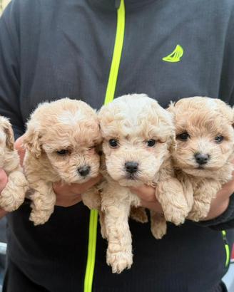 Maltipoo mini toy