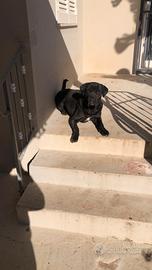 Disponibile per accoppiamento