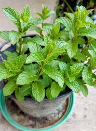 pianta di menta piperita 