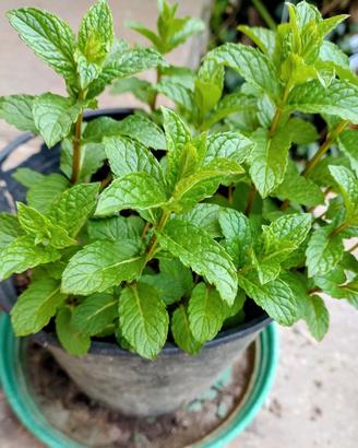 pianta di menta piperita 