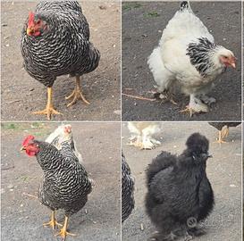 galline ornamentali