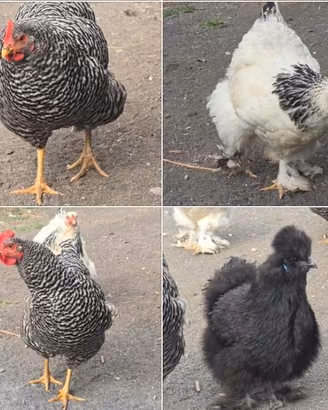 galline ornamentali