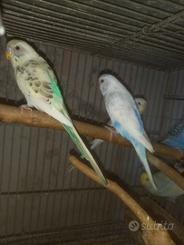 Cocoriti ,pezzati, comuni ,rainbow