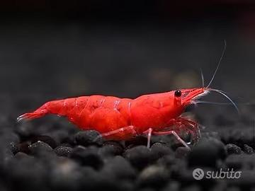 Caridine, Guppy Dumbo e planorbelle