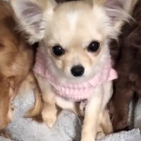 Chihuahua femmina