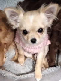 Chihuahua femmina