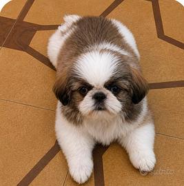 Cuccioli pechinese