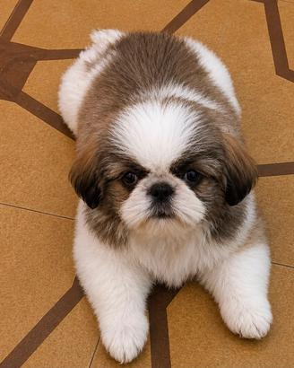 Cuccioli pechinese