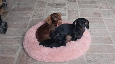 Cuccioli di bassotto