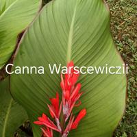 canna indica 20 varietà, giardino e terrazzo 