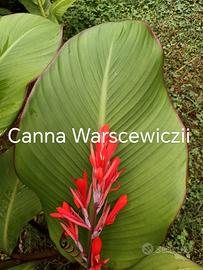 canna indica 20 varietà, giardino e terrazzo 