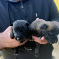 Pastore belga malinois