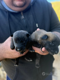 Pastore belga malinois