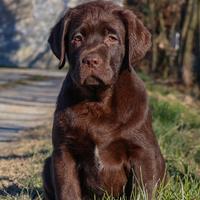 Cuccioli di Labrador Retriever