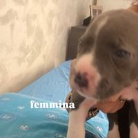 Cuccioli di' Amstaff