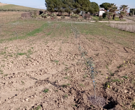 Terreno agricolo