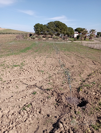 Terreno agricolo