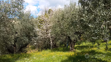 Terreno agricolo attrezzato 