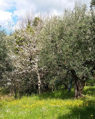 Terreno agricolo attrezzato 