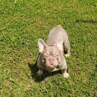 Bulldog Francese Maschietto