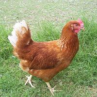 Gallina ovaiola giovane