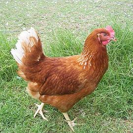 Gallina ovaiola giovane