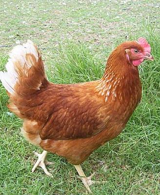Gallina ovaiola giovane