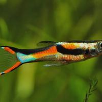 Pescie Endler Guppy Poecilia wingei