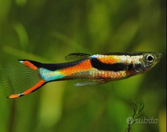 Pescie Endler Guppy Poecilia wingei